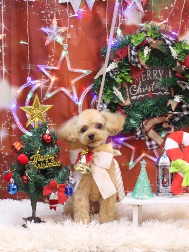 20231221キャンディくん